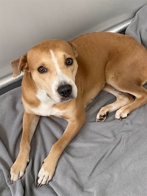 Shelter Stray Female Dog last seen Near BLOCK BUNCE RD, FAYETTEVILLE NC 28314, 4704 Corporation Dr, Fayetteville, NC 28306, USA