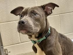 Shelter Stray Female Dog last seen MCKEE RD, ROUGEMONT, 1601 Eubanks Rd, Chapel Hill, NC 27516, USA