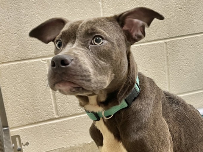 Shelter Stray Female Dog last seen MCKEE RD, ROUGEMONT, 1601 Eubanks Rd, Chapel Hill, NC 27516, USA