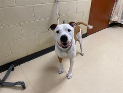 Shelter Stray Male Dog last seen Near BLOCK N HOLTON, 3839 W Burnham St, West Milwaukee, WI 53215, USA