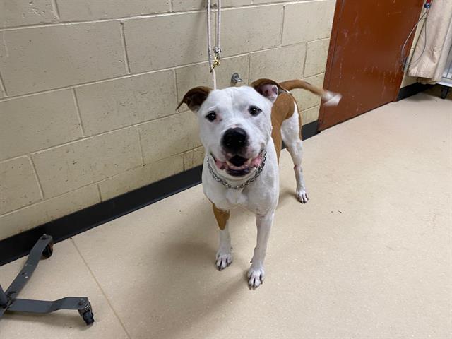 Shelter Stray Male Dog last seen Near BLOCK N HOLTON, 3839 W Burnham St, West Milwaukee, WI 53215, USA