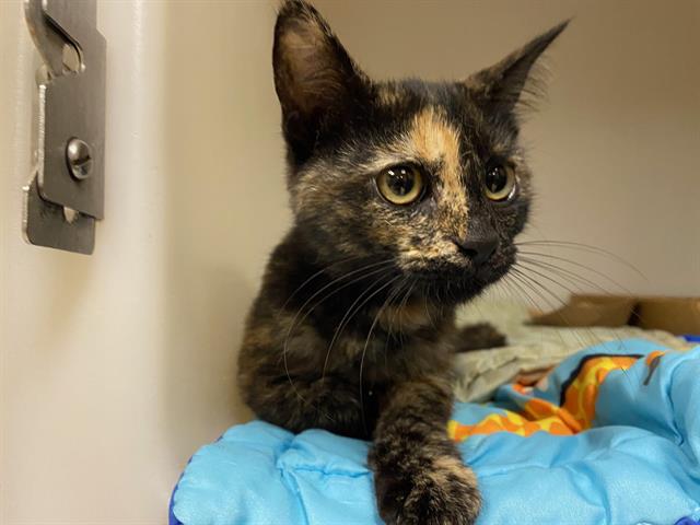 Shelter Stray Female Cat last seen Near BLOCK W GREENFIELD AVE, 3839 W Burnham St, West Milwaukee, WI 53215, USA