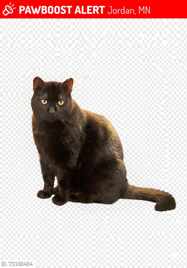 Lost Male Cat last seen Wagner Funeral Home, Jordan, MN 55352