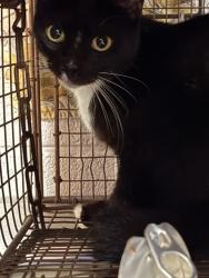 Shelter Stray Female Cat last seen ELMORE ST, 4950 SW Triana Blvd, Huntsville, AL 35805, USA