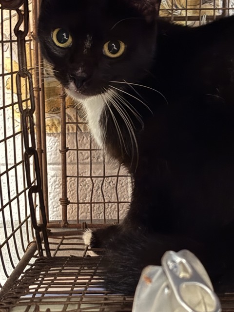 Shelter Stray Female Cat last seen ELMORE ST, 4950 SW Triana Blvd, Huntsville, AL 35805, USA