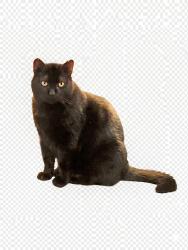 Lost Male Cat last seen Wagner Funeral Home, Jordan, MN 55352