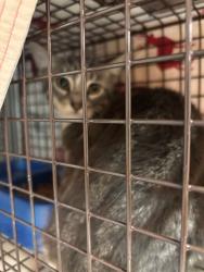 Shelter Stray Male Cat last seen HUMES AVE NE, 4950 SW Triana Blvd, Huntsville, AL 35805, USA