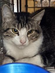 Shelter Stray Male Cat last seen HUMES AVE NE, 4950 SW Triana Blvd, Huntsville, AL 35805, USA