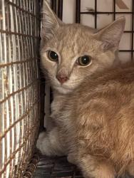 Shelter Stray Male Cat last seen HUMES AVE NE, 4950 SW Triana Blvd, Huntsville, AL 35805, USA