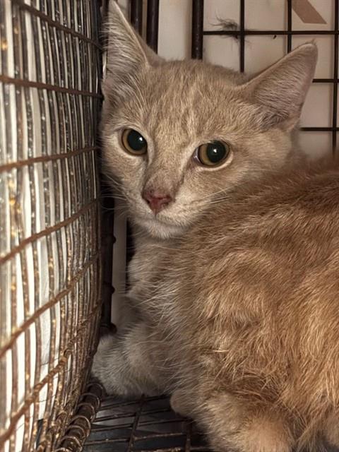 Shelter Stray Male Cat last seen HUMES AVE NE, 4950 SW Triana Blvd, Huntsville, AL 35805, USA