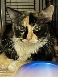 Shelter Stray Female Cat last seen HUMES AVE NE, 4950 SW Triana Blvd, Huntsville, AL 35805, USA