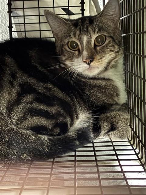 Shelter Stray Female Cat last seen HUMES AVE NE, 4950 SW Triana Blvd, Huntsville, AL 35805, USA