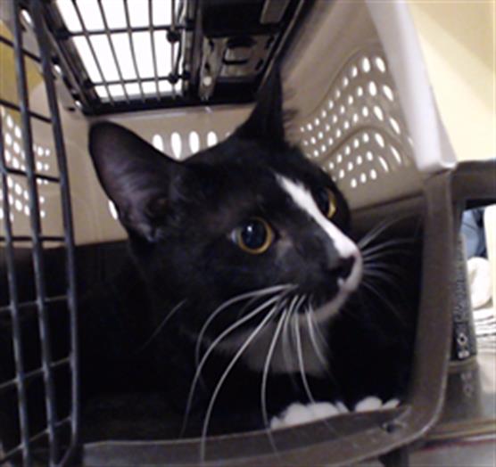 Shelter Stray Male Cat last seen W FLORIDA AVE & S IRVING ST DENVER CO 80219, 1241 W Bayaud Ave, Denver, CO 80223, USA