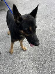 Shelter Stray Male Dog last seen SW 212TH AVE & SW 392ND ST, 3599 NW 79th Ave, Doral, FL 33122, USA