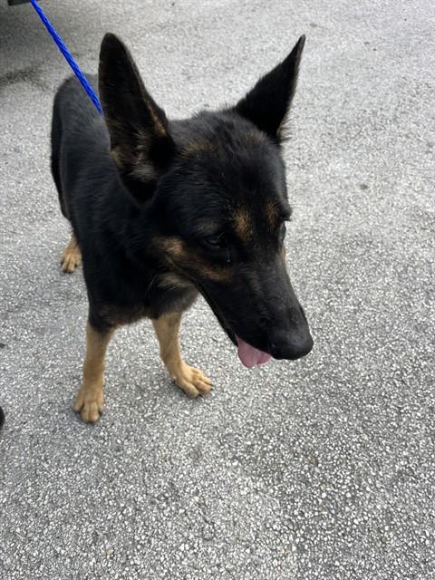Shelter Stray Male Dog last seen SW 212TH AVE & SW 392ND ST, 3599 NW 79th Ave, Doral, FL 33122, USA