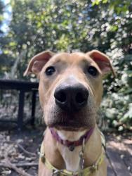 Shelter Stray Male Dog last seen HALE AVE, 3528 Newburg Rd, Louisville, KY 40218, USA