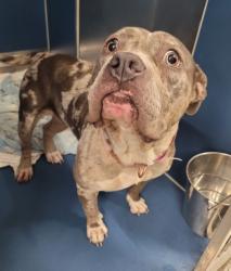 Shelter Stray Female Dog last seen Near BLOCK COYLE ST, DETROIT MI 48227, 7401 Chrysler Dr, Detroit, MI 48211, USA