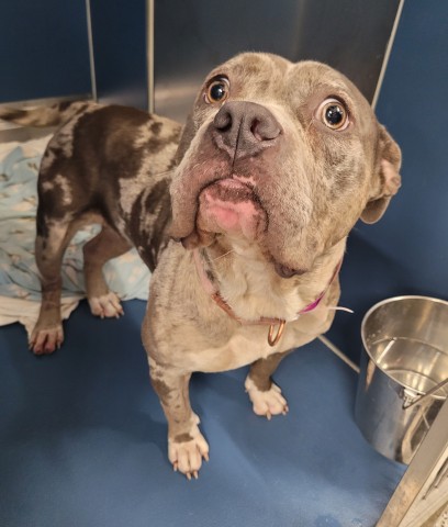 Shelter Stray Female Dog last seen Near BLOCK COYLE ST, DETROIT MI 48227, 7401 Chrysler Dr, Detroit, MI 48211, USA