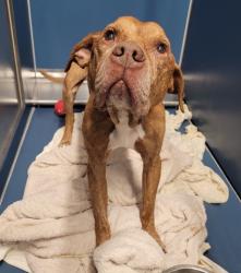 Shelter Stray Male Dog last seen Near BLOCK SARENA ST, DETROIT MI 48210, 7401 Chrysler Dr, Detroit, MI 48211, USA