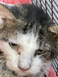 Shelter Stray Male Cat last seen , 4000 N Silverbell Rd, Tucson, AZ 85745, USA