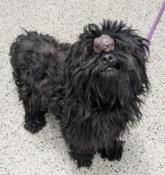 Shelter Stray Male Dog last seen Near BLOCK 24TH ST, DETROIT MI 48208, 7401 Chrysler Dr, Detroit, MI 48211, USA
