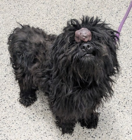 Shelter Stray Male Dog last seen Near BLOCK 24TH ST, DETROIT MI 48208, 7401 Chrysler Dr, Detroit, MI 48211, USA