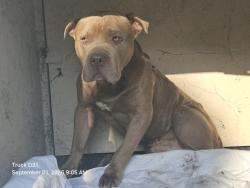 Shelter Stray Male Dog last seen Near BLOCK EVERGREEN RD, DETROIT, MI ,48219, 7401 Chrysler Dr, Detroit, MI 48211, USA
