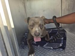 Shelter Stray Male Dog last seen Near BLOCK LINNHURST ST, DETROIT, MI 48205, 7401 Chrysler Dr, Detroit, MI 48211, USA