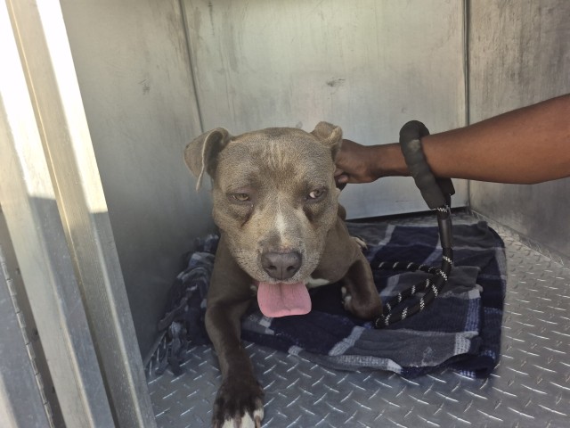 Shelter Stray Male Dog last seen Near BLOCK LINNHURST ST, DETROIT, MI 48205, 7401 Chrysler Dr, Detroit, MI 48211, USA