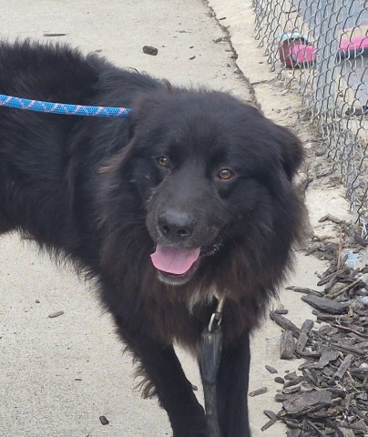 Shelter Stray Male Dog last seen Near BLOCK WAGNER ST, DETROIT, MI 48210, 7401 Chrysler Dr, Detroit, MI 48211, USA