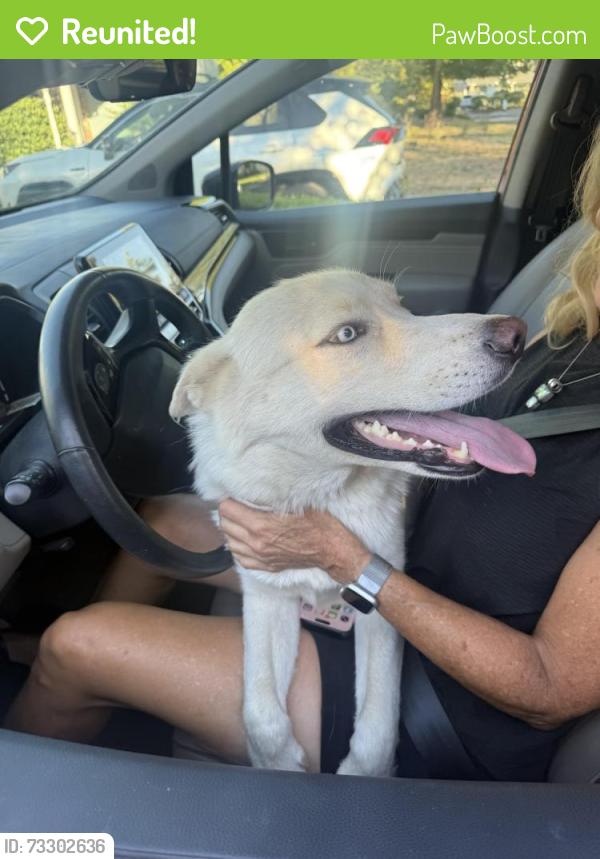 Reunited Male Dog last seen Castec Drive, Sacramento, CA, Sacramento, CA 95864