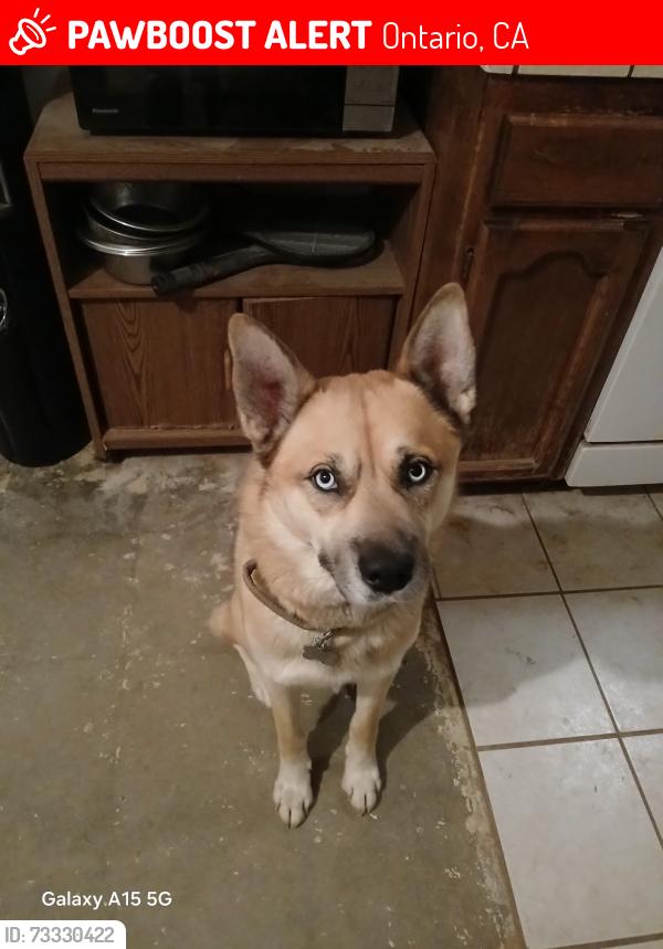 Lost Male Dog last seen E Jurupa & 15 Freeway ONTARIO/FONTANA, Ontario, CA 91761
