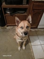 Lost Male Dog last seen E Jurupa & 15 Freeway ONTARIO/FONTANA, Ontario, CA 91761