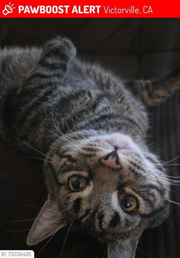 Lost Male Cat last seen Cypress st, balsam, Victorville, CA 92395