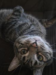 Lost Male Cat last seen Cypress st, balsam, Victorville, CA 92395