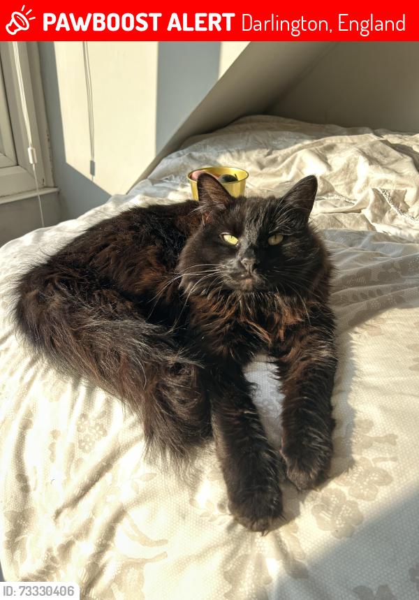 Lost Female Cat last seen Alley behind beechwood/oakdene avenue, near Green park, Darlington, England 