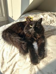 Lost Female Cat last seen Alley behind beechwood/oakdene avenue, near Green park, Darlington, England 