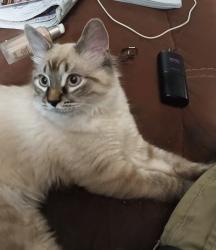 Reunited Male Cat last seen Florence, Windsor, ON N8P 1H2