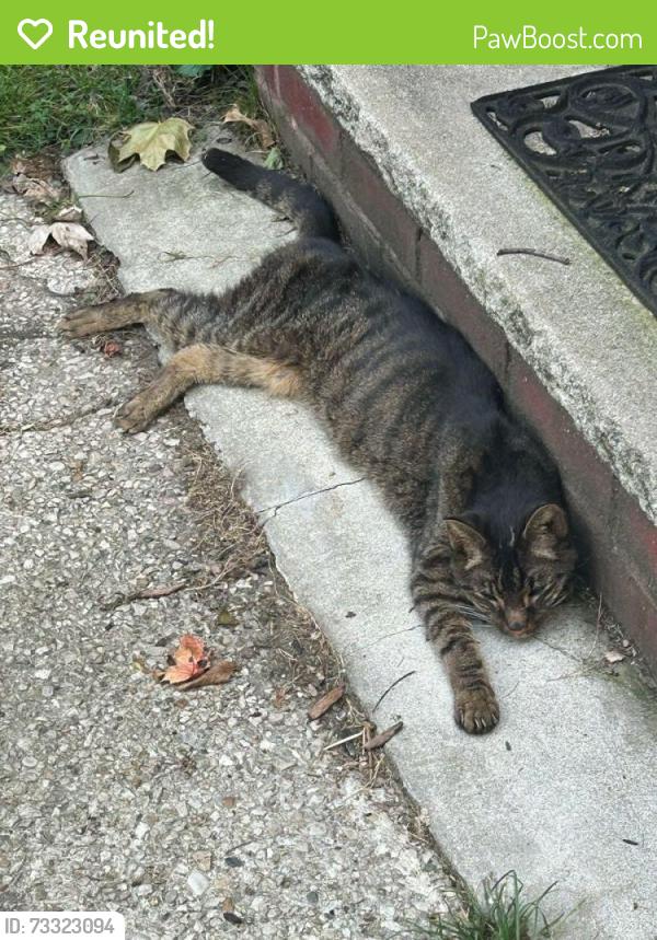 Reunited Unknown Cat last seen 5th and Walnut, Wyandotte, MI 48192