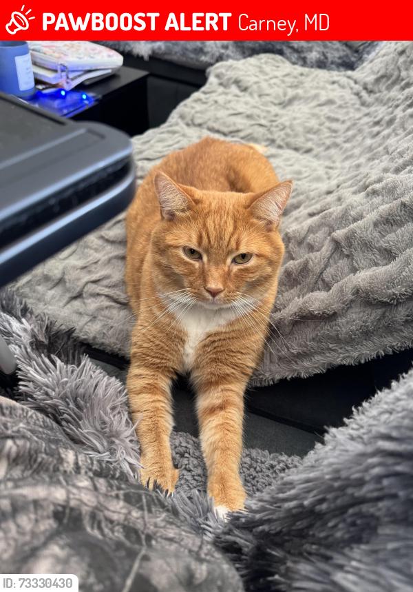 Lost Male Cat last seen Walthom woods road, across street from food lion, Carney, MD 21236