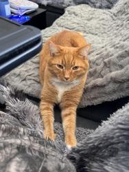 Lost Male Cat last seen Walthom woods road, across street from food lion, Carney, MD 21236