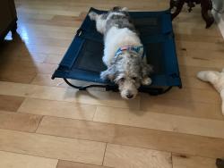 Reunited Male Dog last seen Black Hawk Dr, Wesley Chapel, Zephyrhills, FL 33544