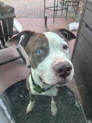 Reunited Male Dog last seen Wyndham Preserve, Sanford, FL 32773