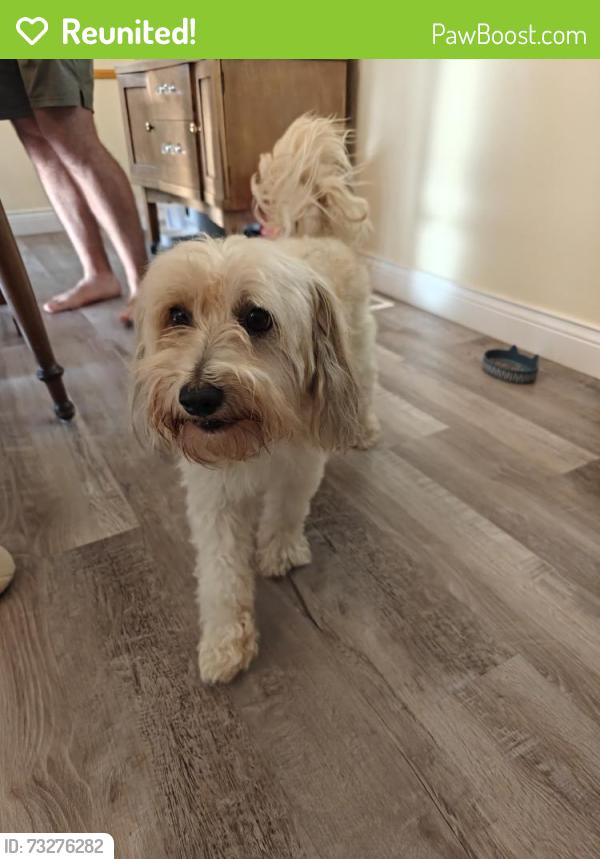Reunited Male Dog last seen 13th Ave & Harvard, Maywood, IL 60153