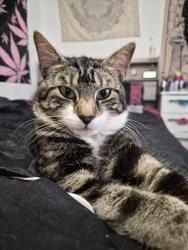 Lost Male Cat last seen Near school avenue, Essex, England 