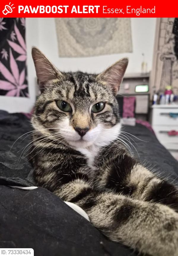 Lost Male Cat last seen Near school avenue, Essex, England 