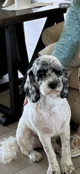 Lost Male Dog last seen Near e Cambridge ave Scottsdale az 85257, Scottsdale, AZ 85257