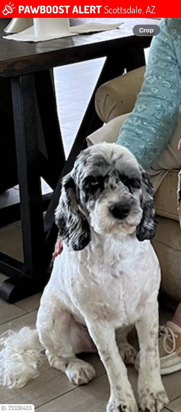 Lost Male Dog last seen Near e Cambridge ave Scottsdale az 85257, Scottsdale, AZ 85257