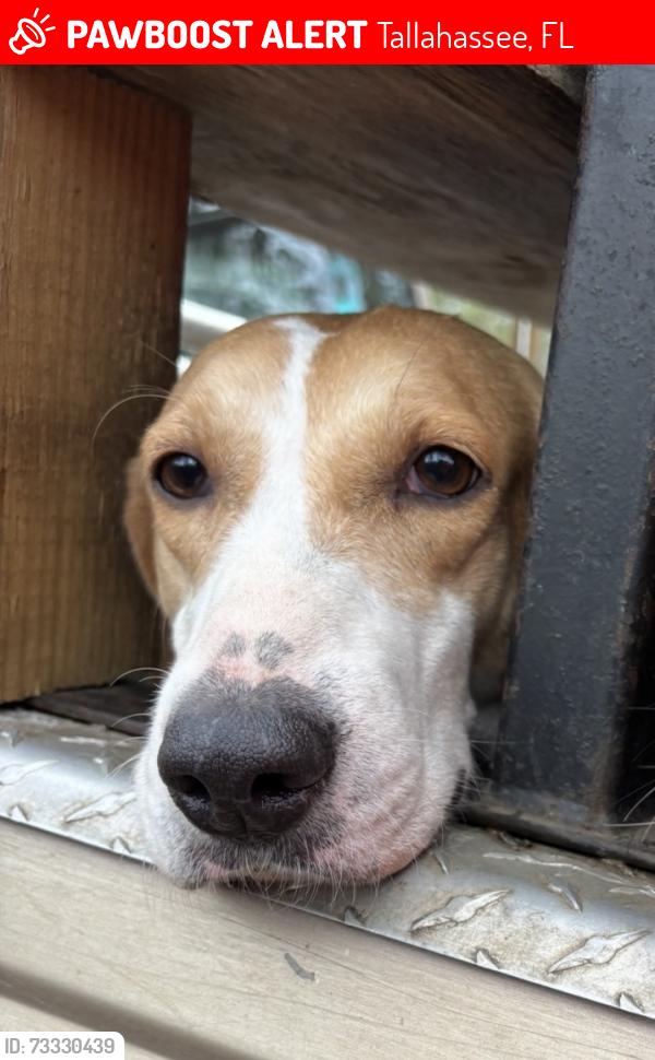 Lost Female Dog last seen Between 342 and Joe Thomas/301, Tallahassee, FL 32310