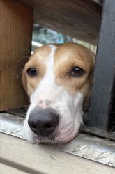 Lost Female Dog last seen Between 342 and Joe Thomas/301, Tallahassee, FL 32310